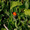 Devil's-paintbrush