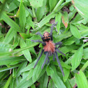Costa Rican Tiger Rump Tarantula
