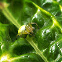 Cucumber Green Spider
