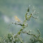 Song Thrush