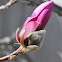 Magnolia Susan