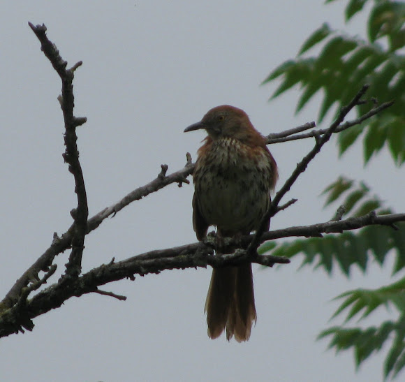 Spotting Image 1
