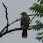 Brown Thrasher