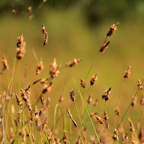 Grass Flower by Sadat Hossain - Nature Up Close Flowers
