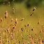 Grass Flower by Sadat Hossain - Nature Up Close Flowers