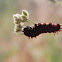 Pipevine Swallowtail