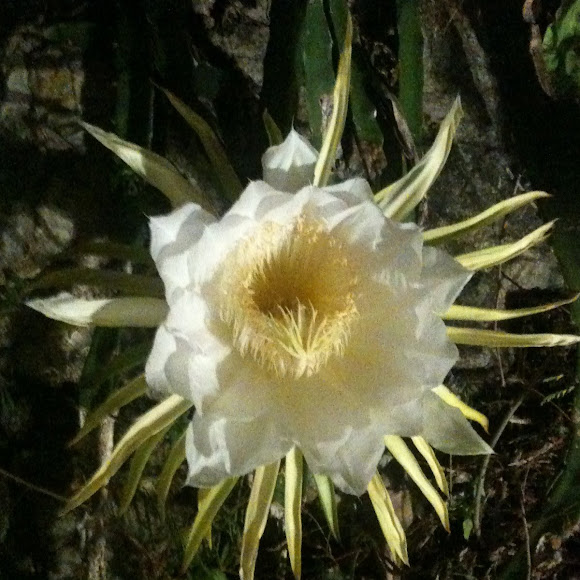 Spotting Image 1