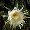 Night blooming cereus