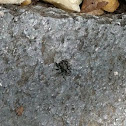 Jumping spider