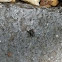 Jumping spider
