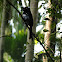 Greater Racket-tailed Drongo