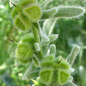 Hounds Tongue Seeds