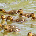 Mallard