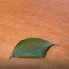 Beech
