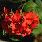 geranium