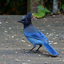 Stellers Jay