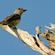 Panama Flycatcher