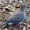 Mourning Dove