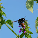 hornet