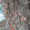 Ganoderma lucidum, Reishi, 2 of 2