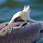Brown Pelican