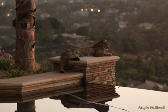 Spotting Image 1