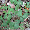 Poison Ivy