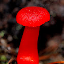 Fungi