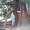 Sequoia
