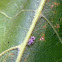 Lace Bug