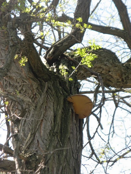 Spotting Image 1