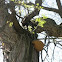 Cracked-cap polypore (Phellinus rimosus) CMU campus