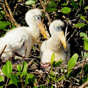 Wood Stork nestlings