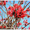 Flame Coral Tree.