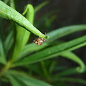 Tiny Flea Beetles