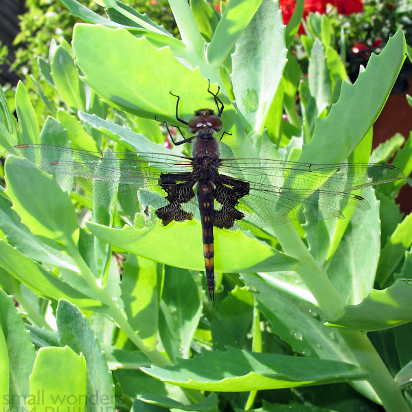 Black Saddlebags Skimmer Project Noah