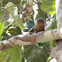 Pygmy Marmoset