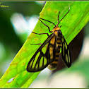 Amata Wasp Moth