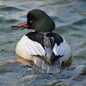 Goosander (male)