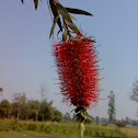 Bottle Brush