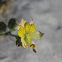 Alstromeria