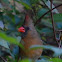 Northern Cardinal (female)