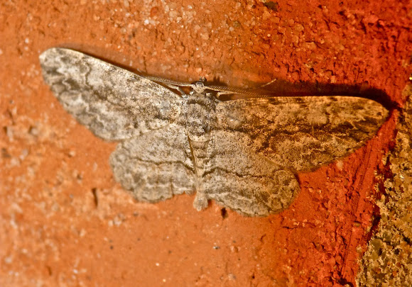 Spotting Image 1