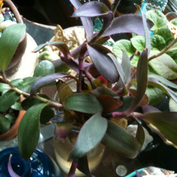 Spotting Image 1