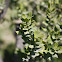 Arrayán / Chilean Myrtle