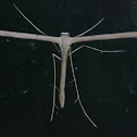 Plume Moth