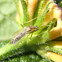 Mosquito Culicidae ???