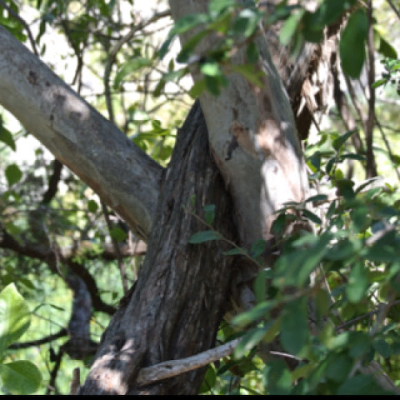 Spotting Image 1