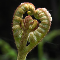 Invasive plants - SCAD