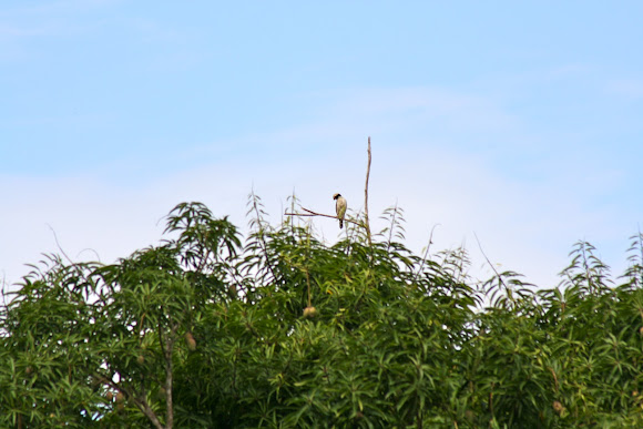 Spotting Image 1